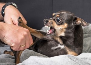 What to Do if Your Dog Bites Someone | Dog Bite Insurance