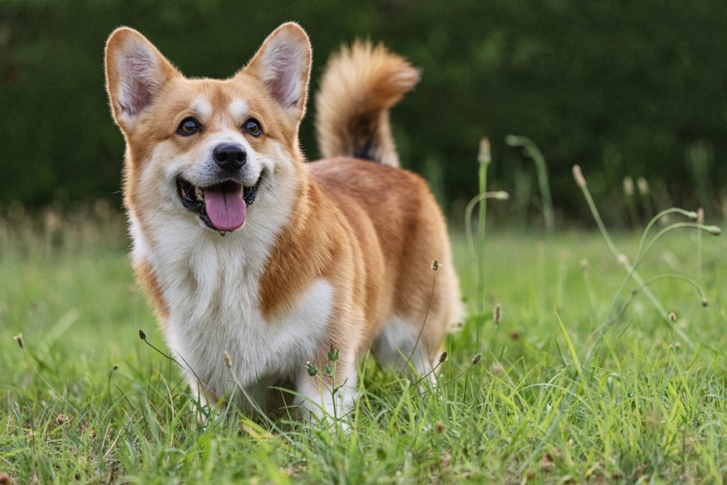 How to Train Your Corgi | Dog Bite Insurance