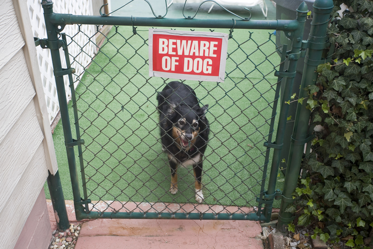 Dog biting outlet fence