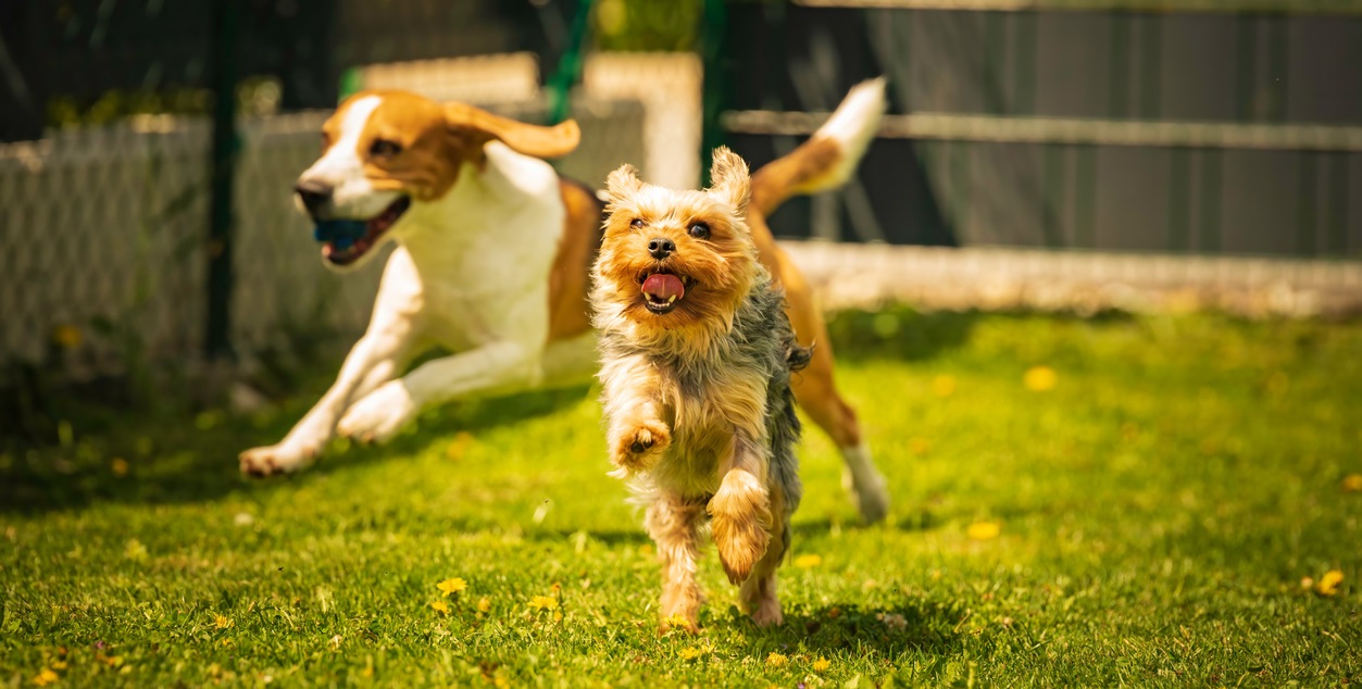 Dog Parks & How Canine Liability Insurance Fits In