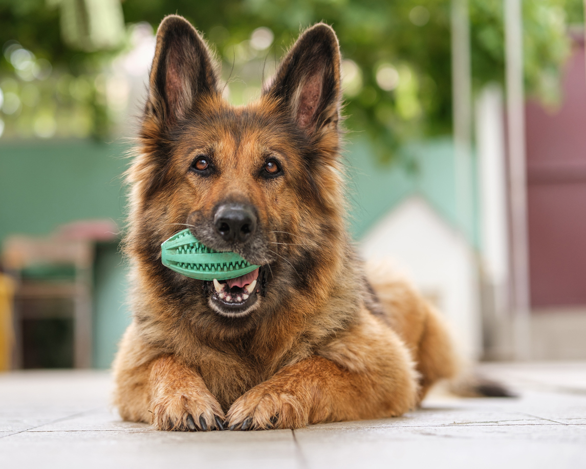 Why Dogs Bite: Reasons Behind Your Dog’s Hostile Behavior