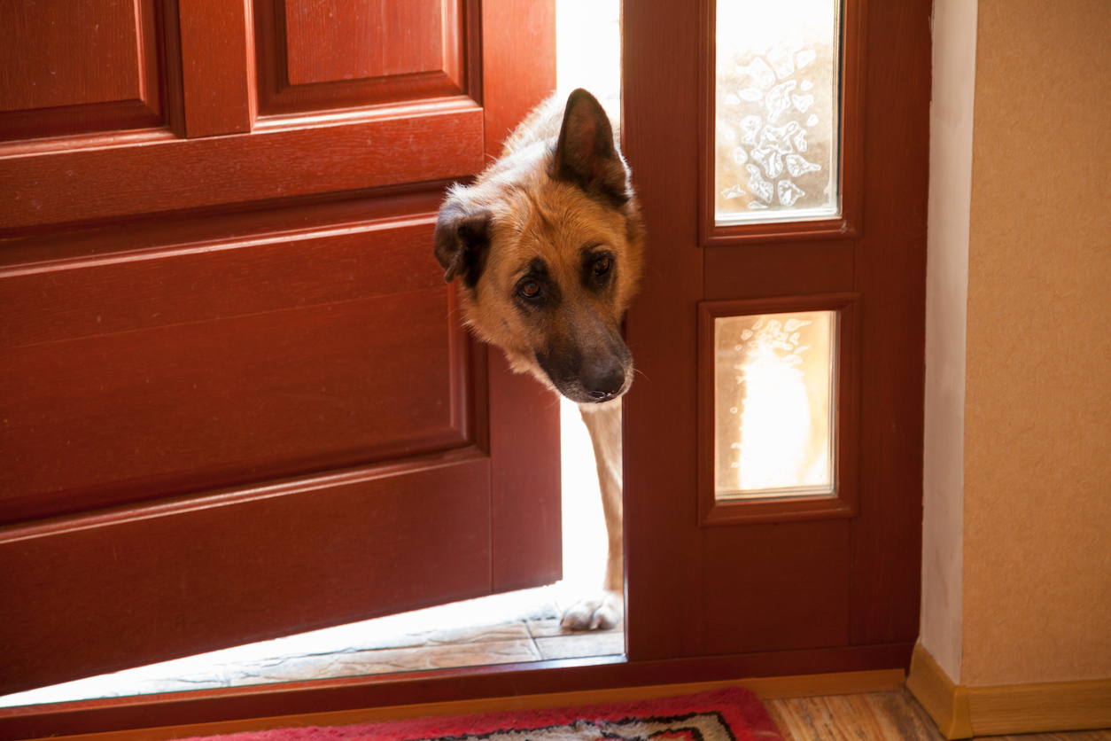 What to Do If Your Dog Bites Someone Uninvited to Your Home