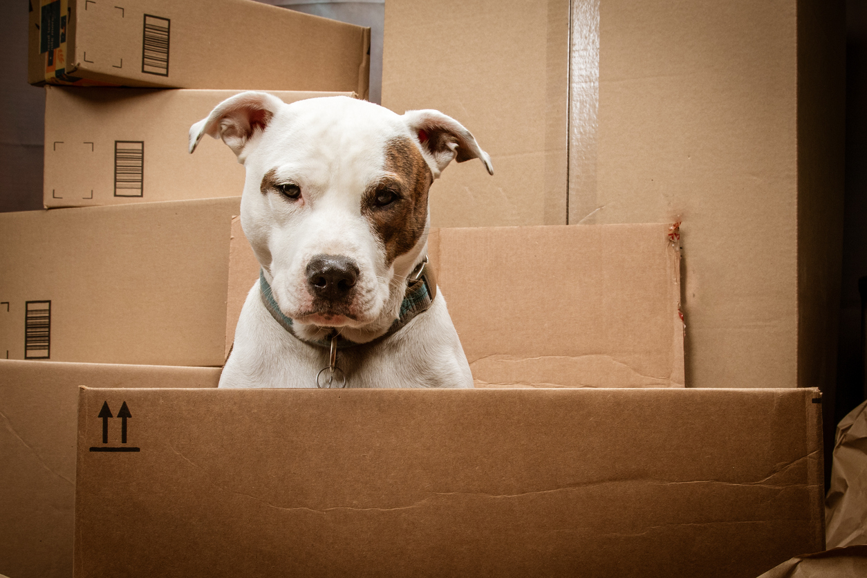 Moving With Dogs: Tips for a Smooth Transition