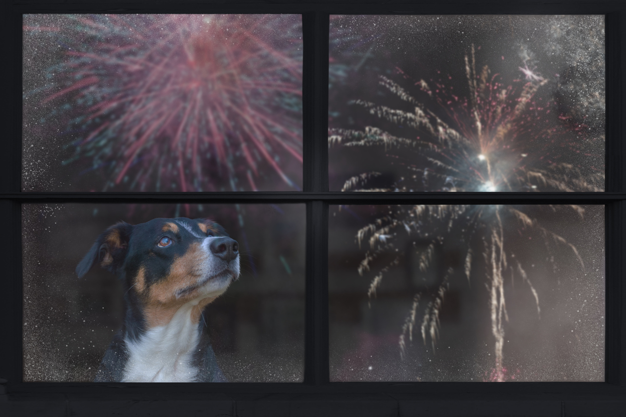 Independence Day: How to Manage Dog Anxiety During Fireworks (and Secure Yourself with Canine Liability Insurance)