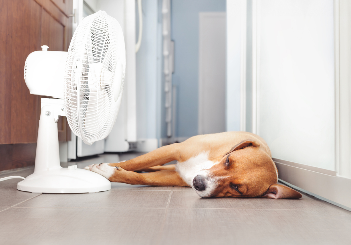 Summer Heat: Keeping Your Dog Safe From Heatstroke and Understanding Dog Liability Insurance for Renters