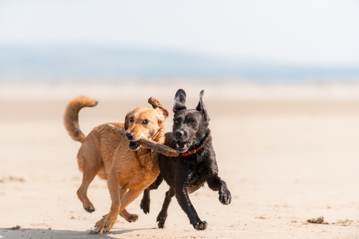 Dog Days of Summer: How to Keep Your Dog Safe and Why to Consider Canine Liability Insurance