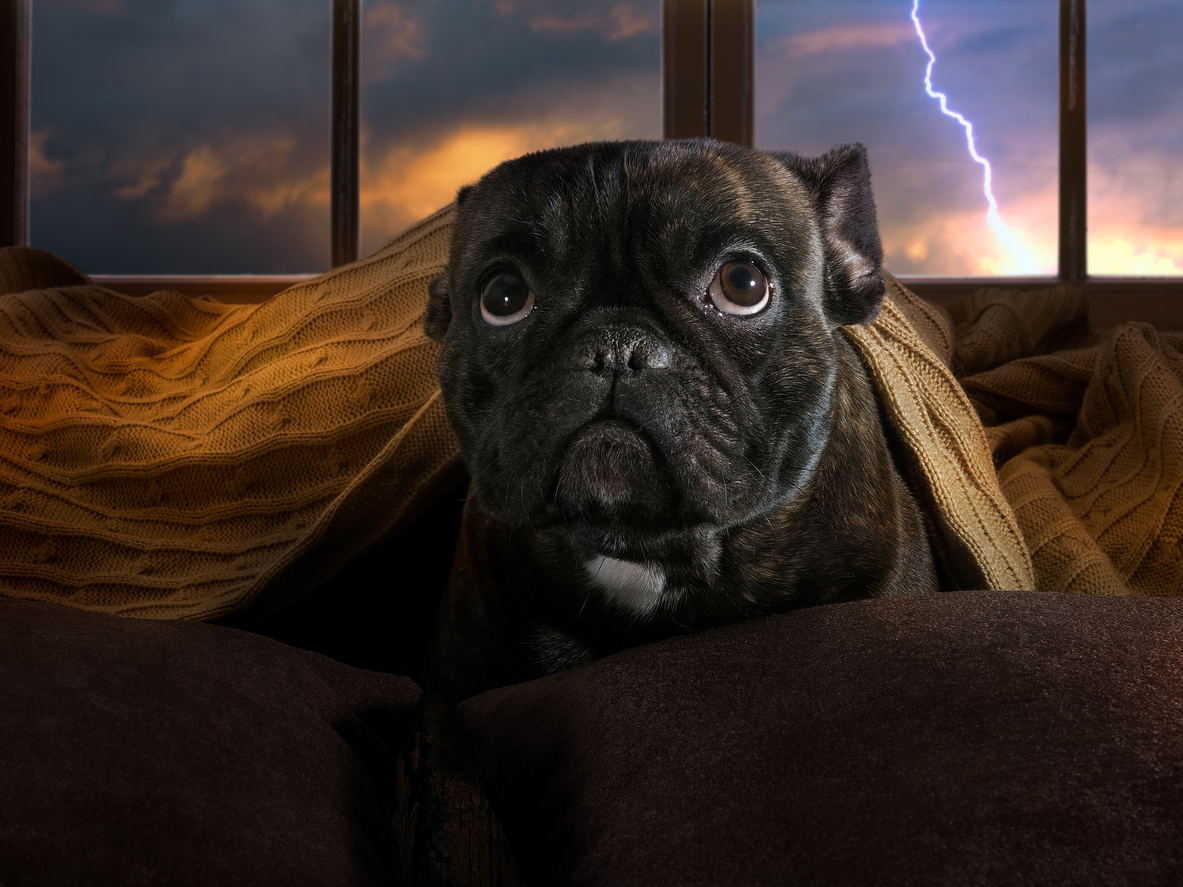 Preparing for Natural Disasters With Dogs