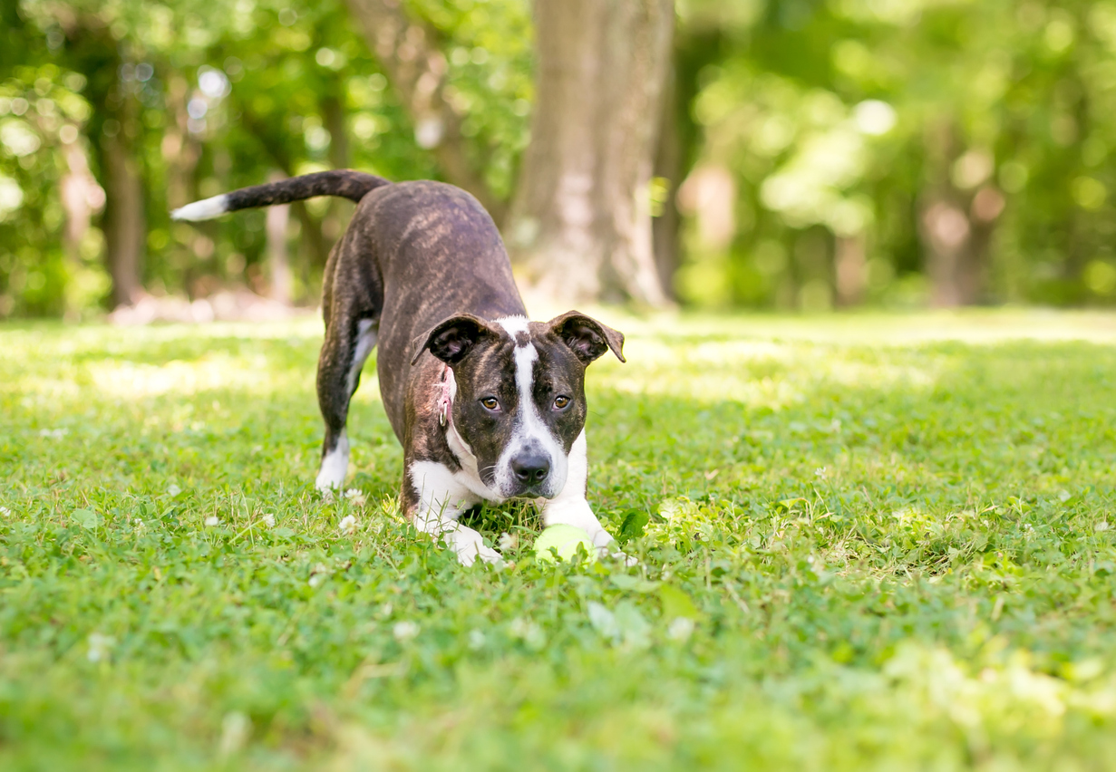 Understanding Your Dog’s Body Language