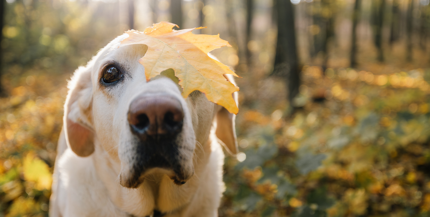 Fall Allergies and Your Dog: What You Need To Know