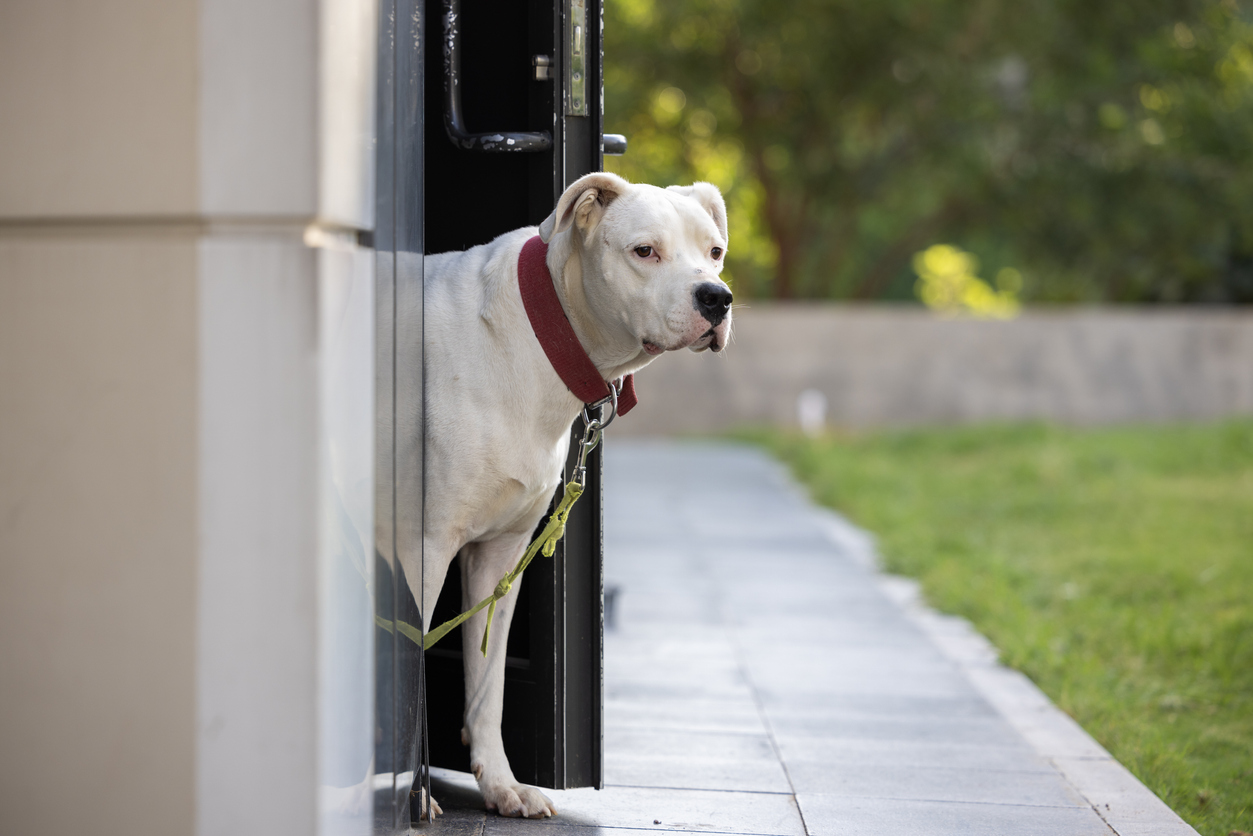 Legal Steps After Your Dog Bites a Trespasser