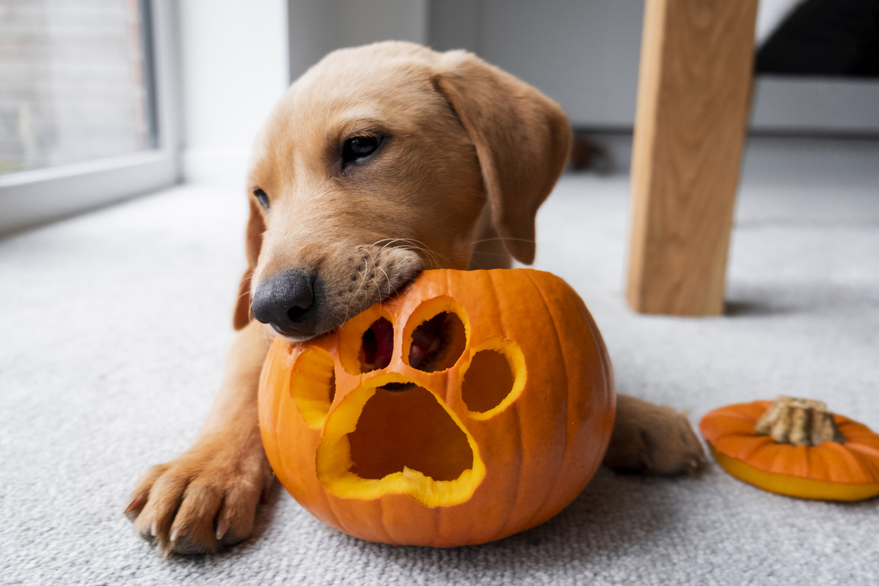 Halloween Safety Tips: Keeping Your Dog Calm Amid the Chaos