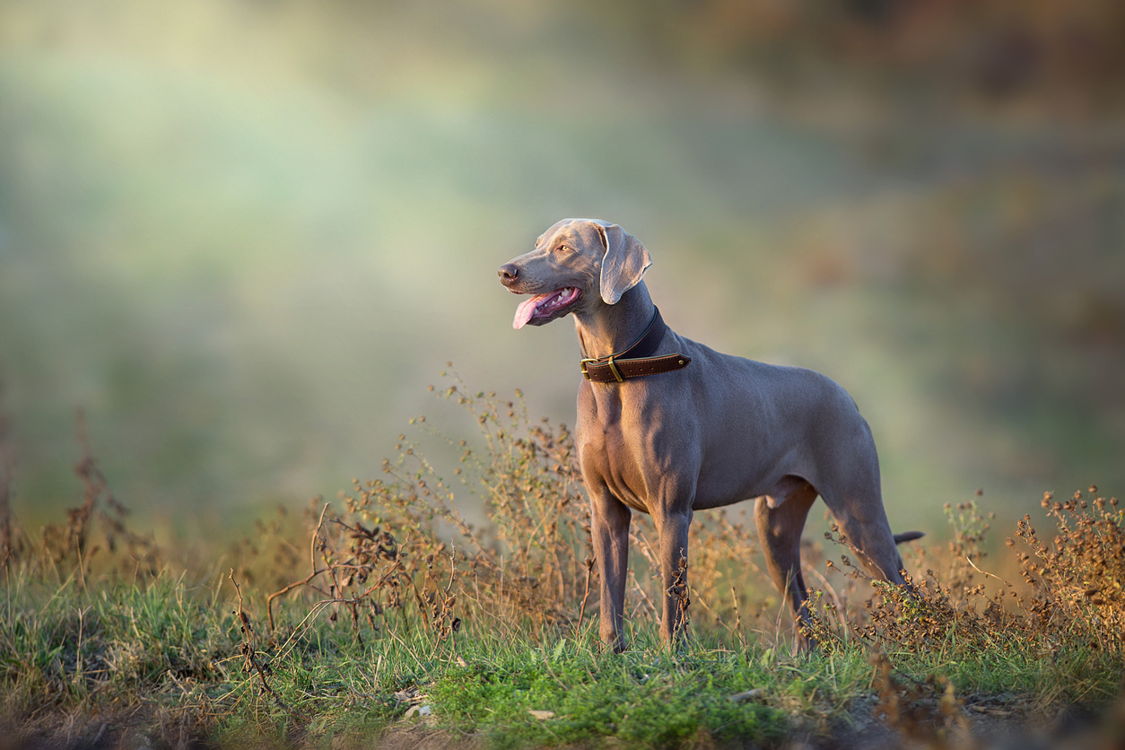 Liability Risks of Dogs in Hunting Season