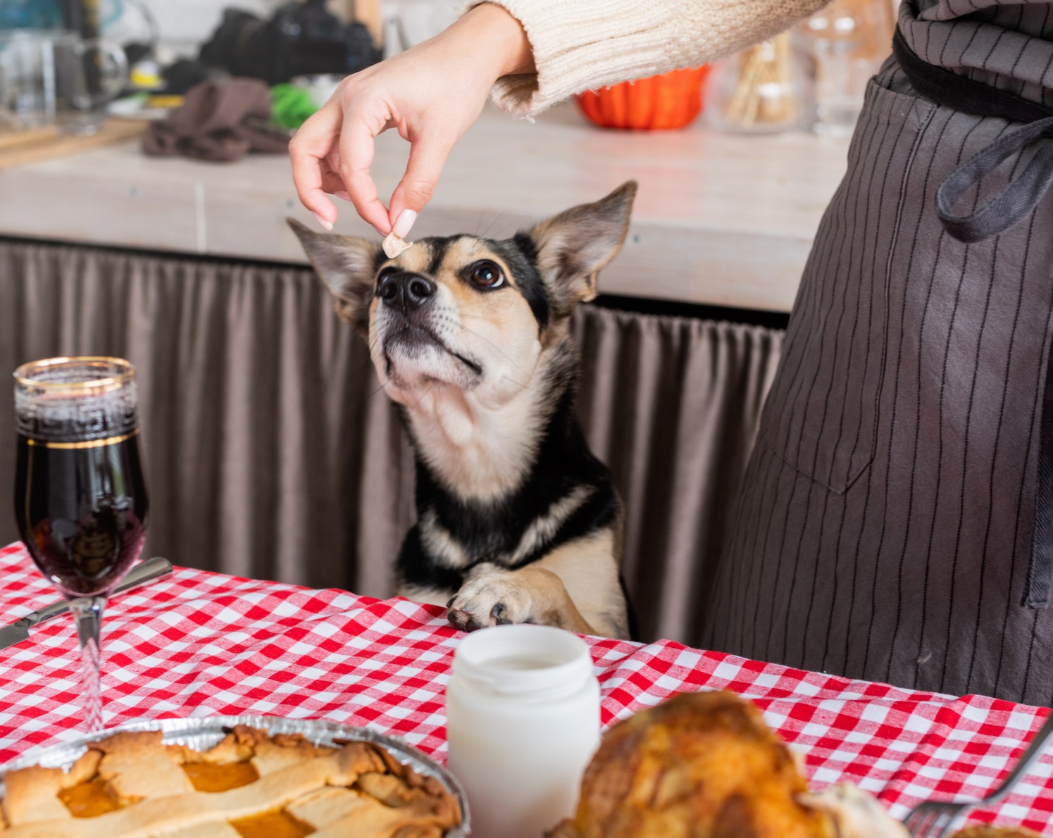 How To Manage Your Dog’s Anxiety During Holiday Gatherings