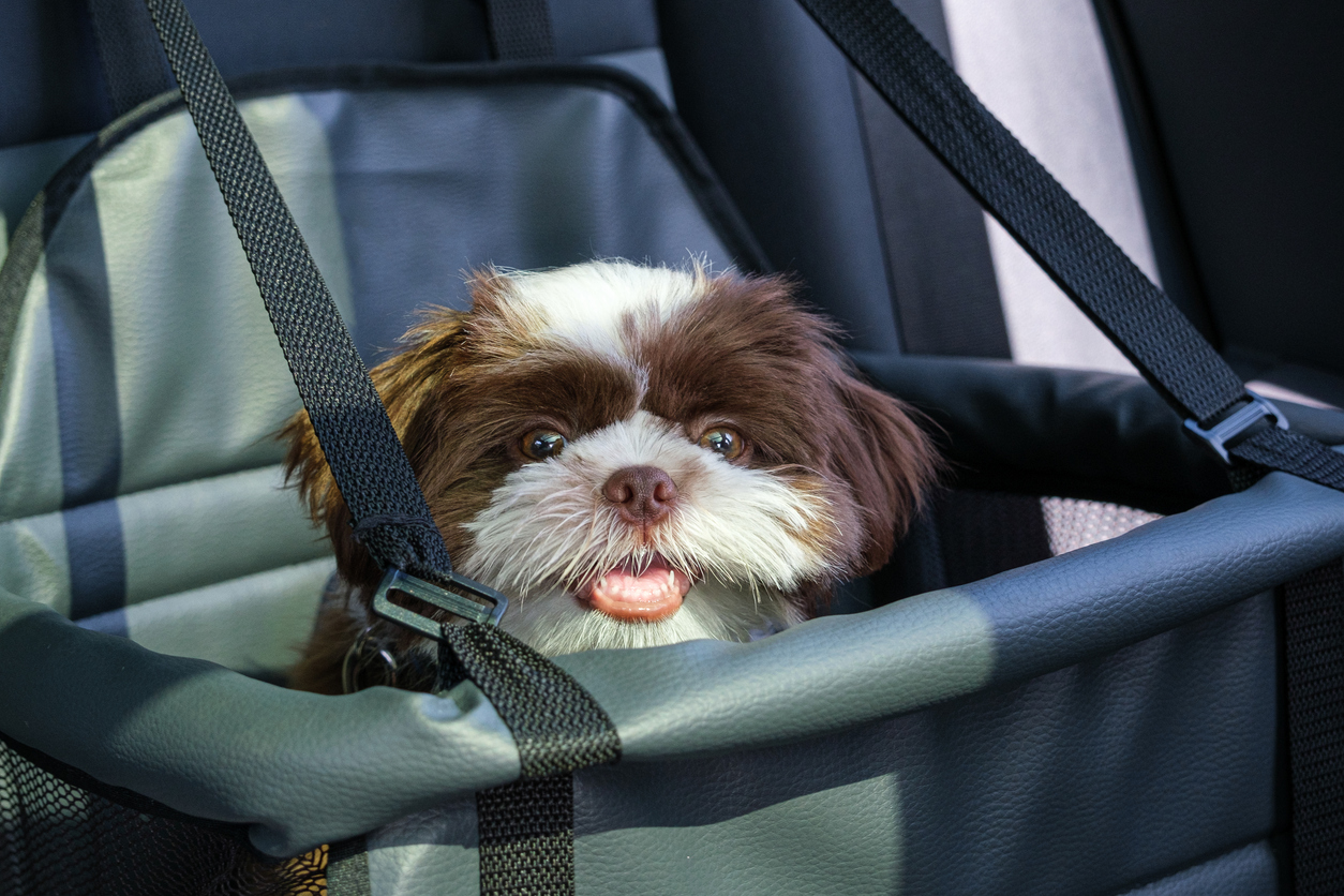 2025 Pet Trends: Traveling Safely and Enhancing Wellness with Canine Liability Insurance